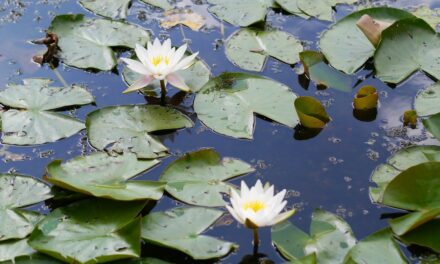 Unexpected beauty: water lilies in Westerpark