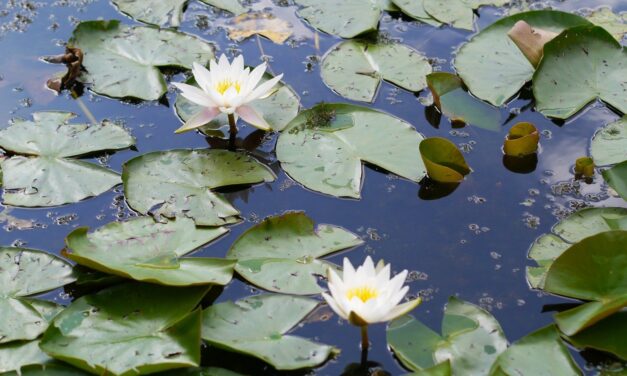 Unexpected beauty: water lilies in Westerpark