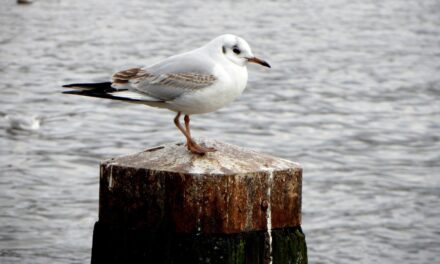 Urban birds