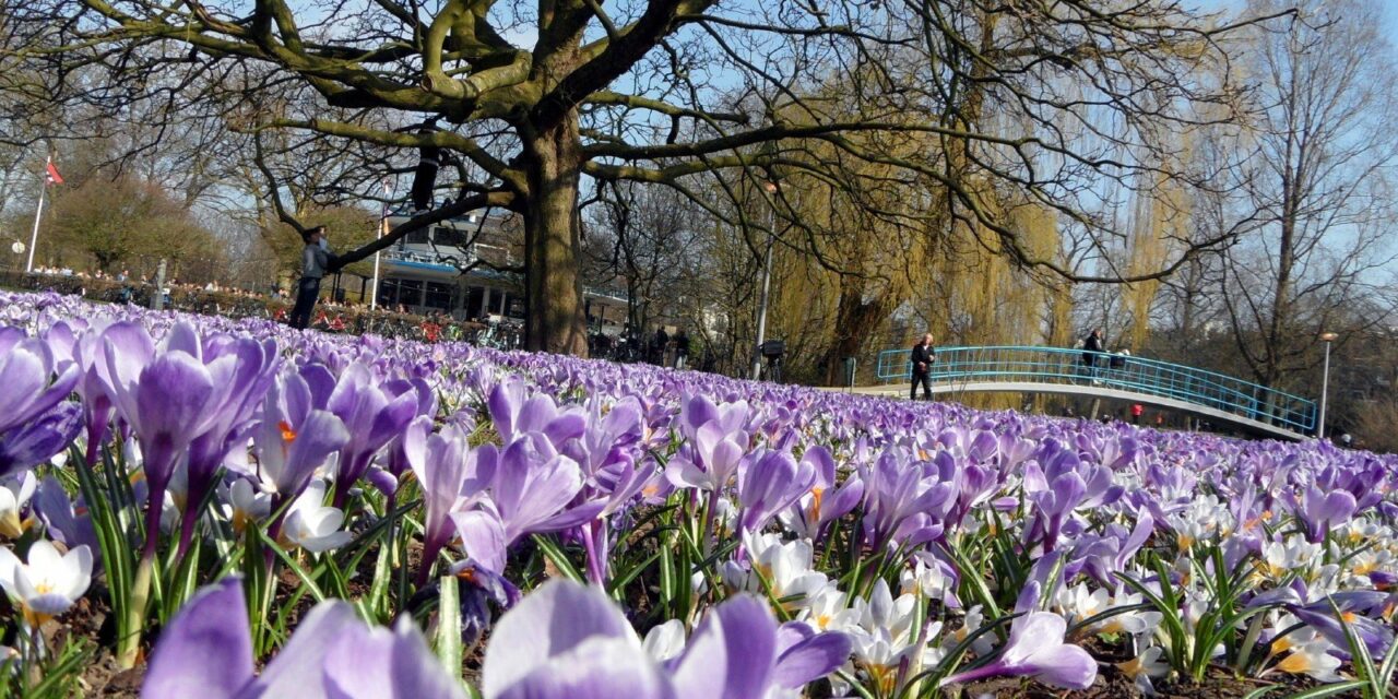 The most famous park of Amsterdam: Vondelpark