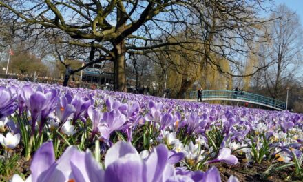 The most famous park of Amsterdam: Vondelpark