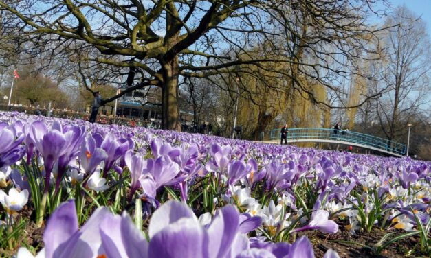 The most famous park of Amsterdam: Vondelpark