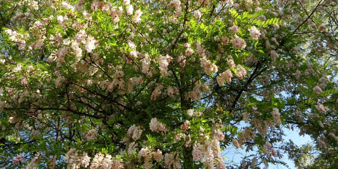 Acacia flowers