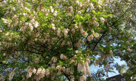 Acacia flowers