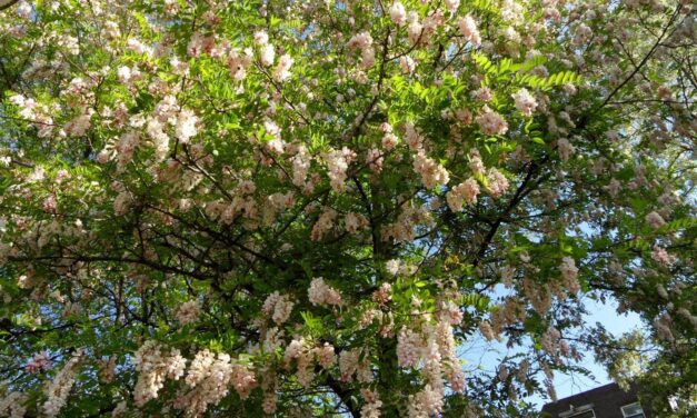 Acacia flowers