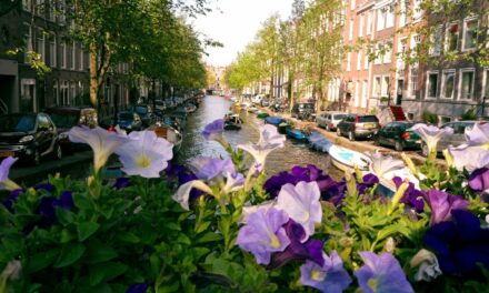 Summer days in Amsterdam