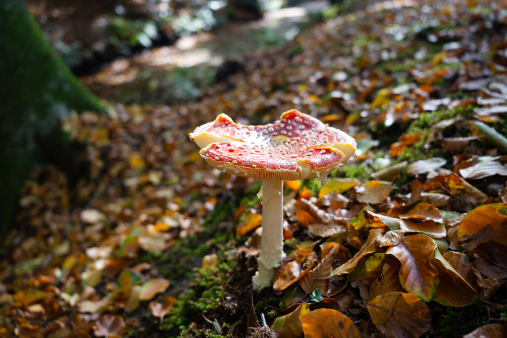 Mushroom spotting in Bergerbos