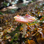 Mushroom Spotting in Bergerbos: An Autumn Treasure Hunt