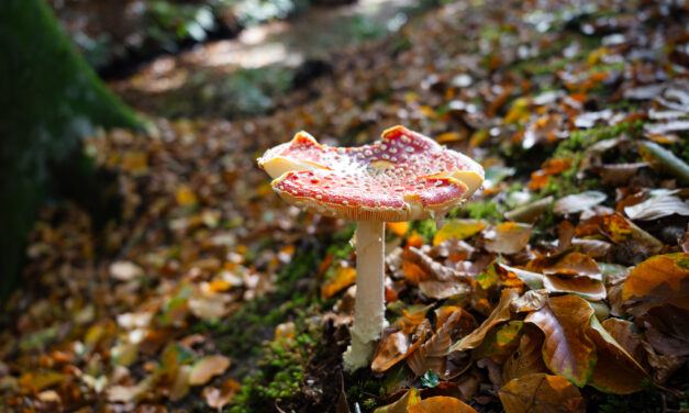 Mushroom Spotting in Bergerbos: An Autumn Treasure Hunt