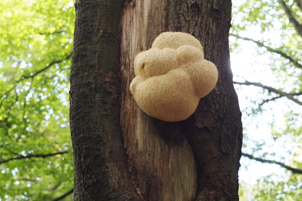 Lion's Mane in Heilooerbos