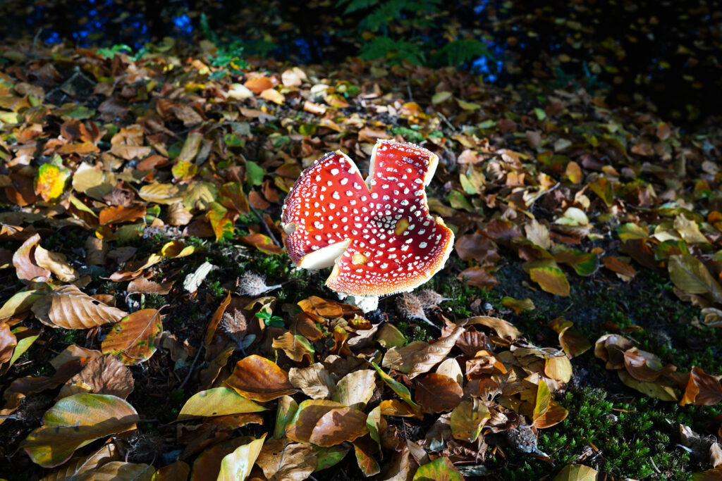 Mushroom Netherlands 01