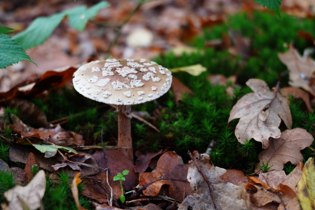Mushrooms netherlands 02