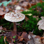 Mushroom Spotting in the Heilooërbos