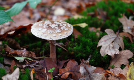 Mushroom Spotting in the Heilooërbos