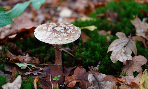 Mushroom Spotting in the Heilooërbos