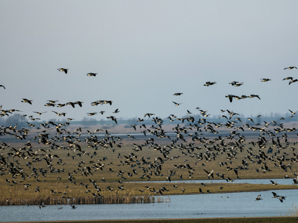 Oostvaardersplassen.