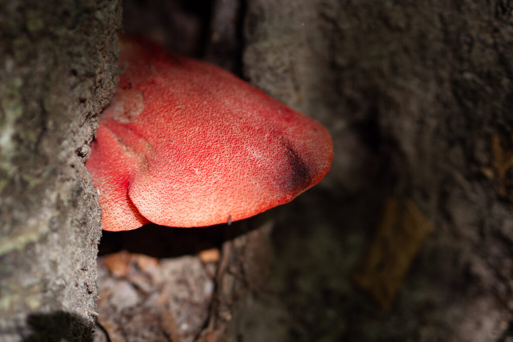 Beefsteak Mushroom