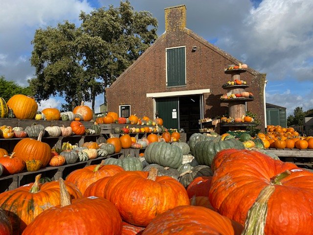 Pumpkin farm netherlands