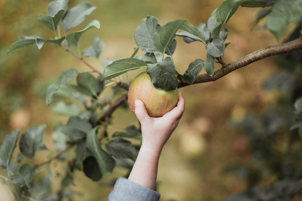 Apple picking