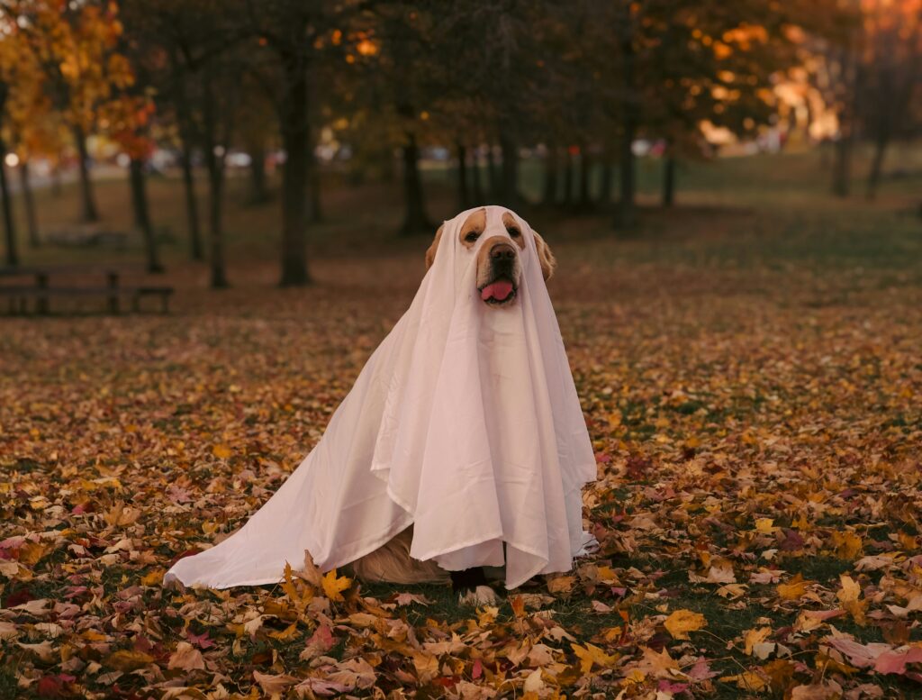 Spooky dog