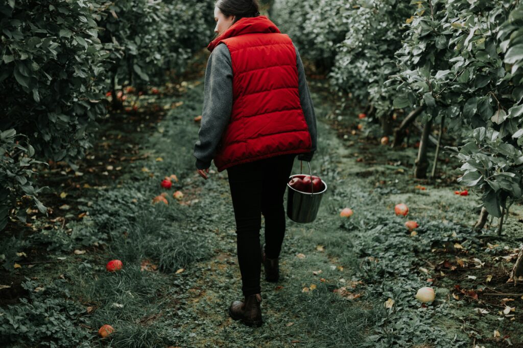 Apple picking