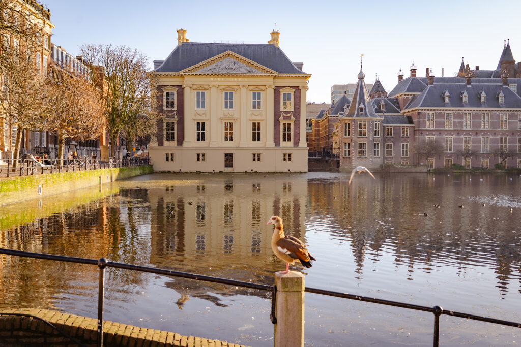 The Hague 14