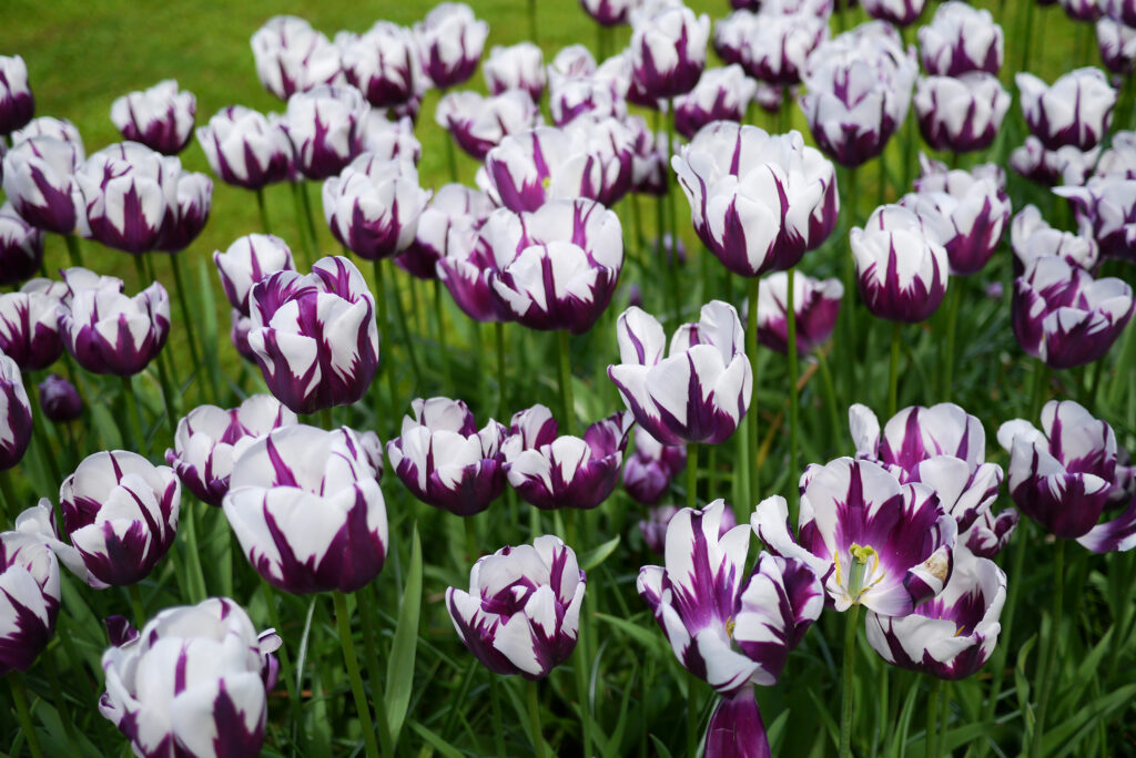 Tulips at Keukenhof