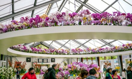 Beyond the Garden Paths: Keukenhof’s Four Pavilions