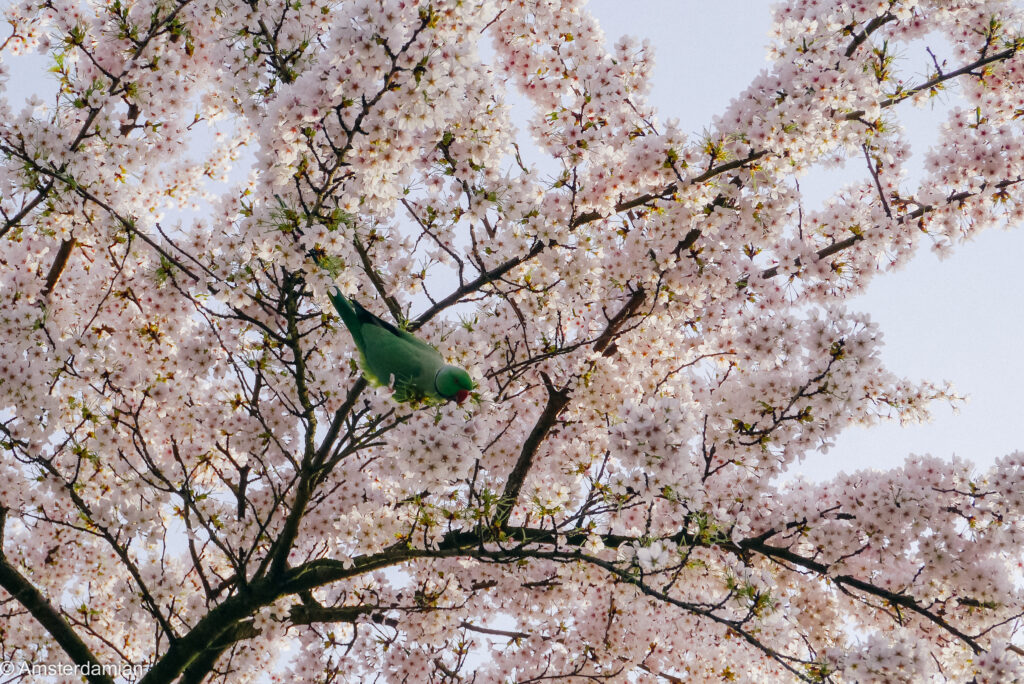 Green parakeet eating cherry blossom in Westerpark Amsterdam