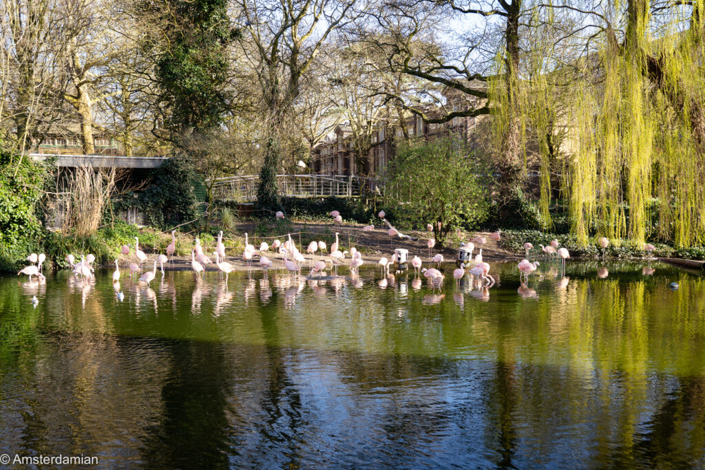 Pink flamingos at Artis Zoo Amsterdam