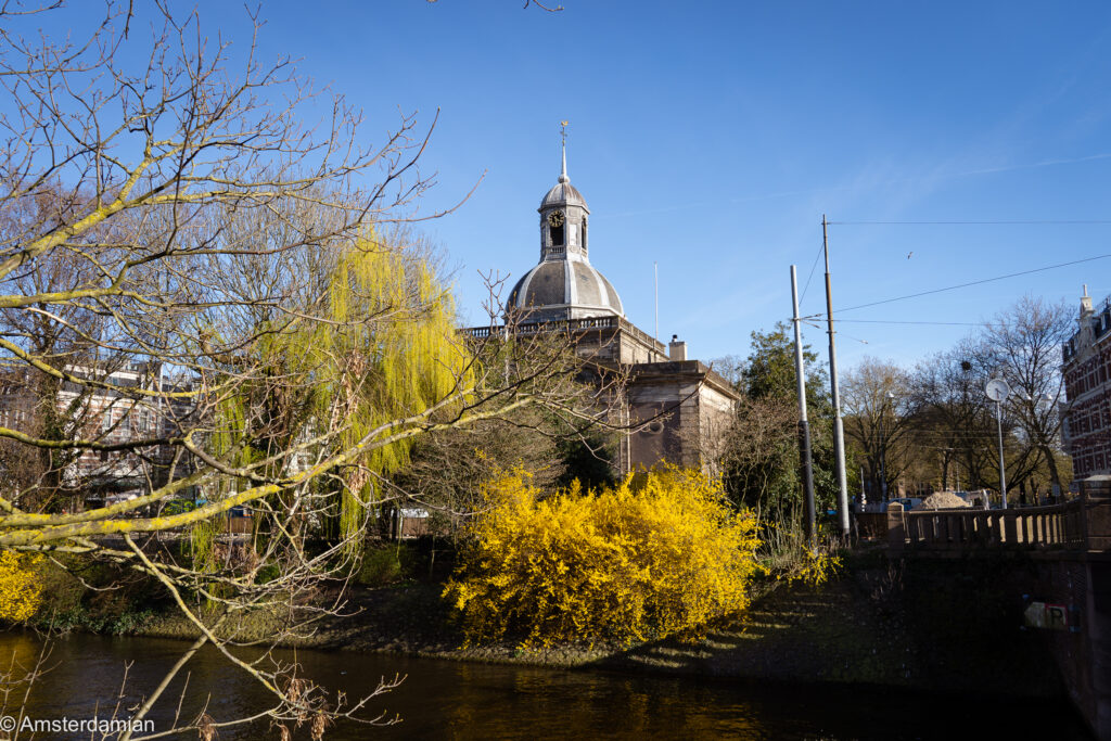 Yellow flowers in Amsterdam Oost