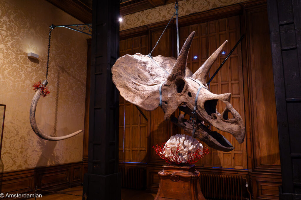 Triceratops skull at the Art Zoo Museum