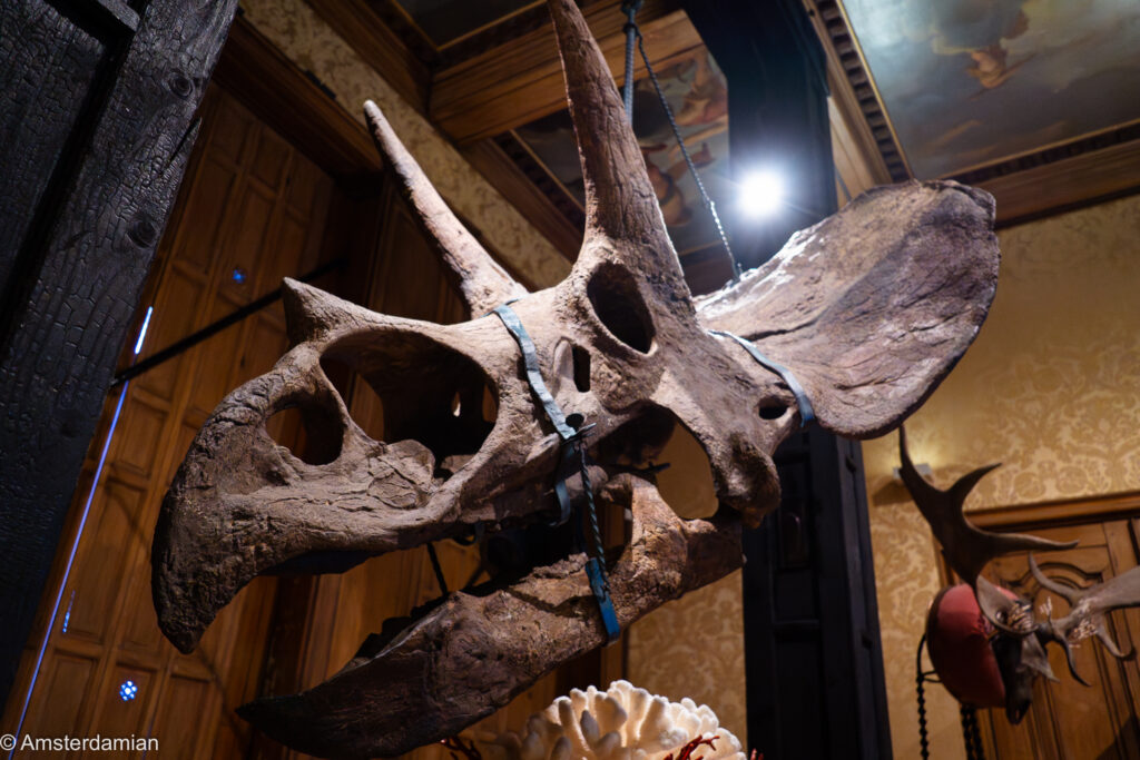 Triceratops skull exhibited in a museum