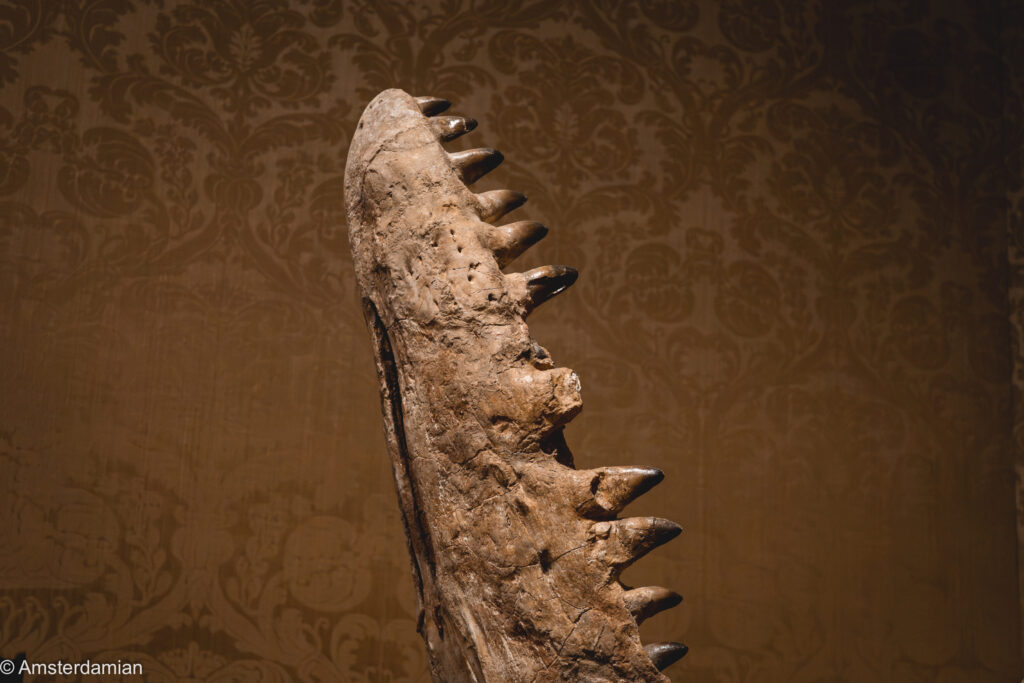 Detail of fossil art at the Relics exhibition - a jaw bone