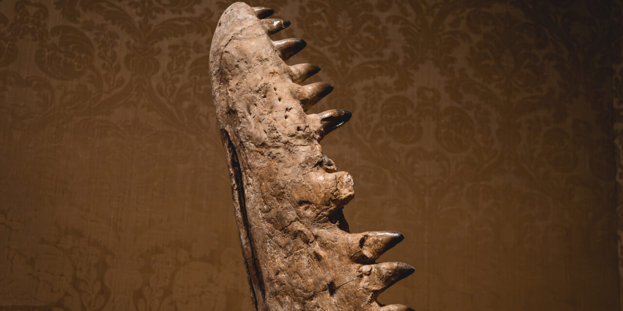 RELICS at Art Zoo Museum Amsterdam: When Fossils Become Art