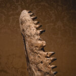 RELICS at Art Zoo Museum Amsterdam: When Fossils Become Art