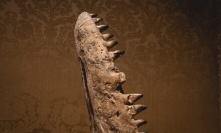 RELICS at Art Zoo Museum Amsterdam: When Fossils Become Art
