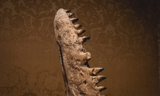 RELICS at Art Zoo Museum Amsterdam: When Fossils Become Art