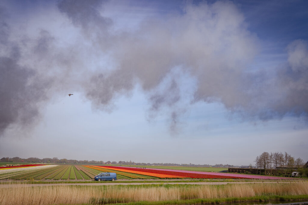Tulip fields seen from the steam tram