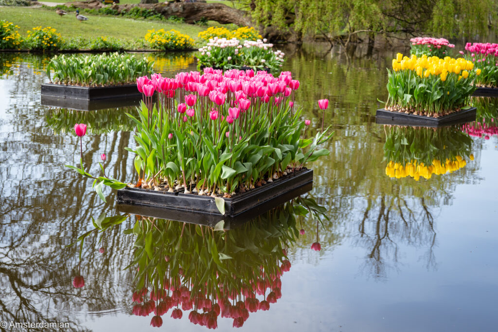 Tulp Festival Amsterdam Floating tulips Vondelpark pink tulips