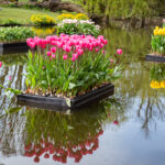 When Tulips Take Over the City: Tulp Festival Amsterdam 2026