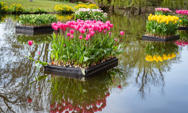 When Tulips Take Over the City: Tulp Festival Amsterdam 2026