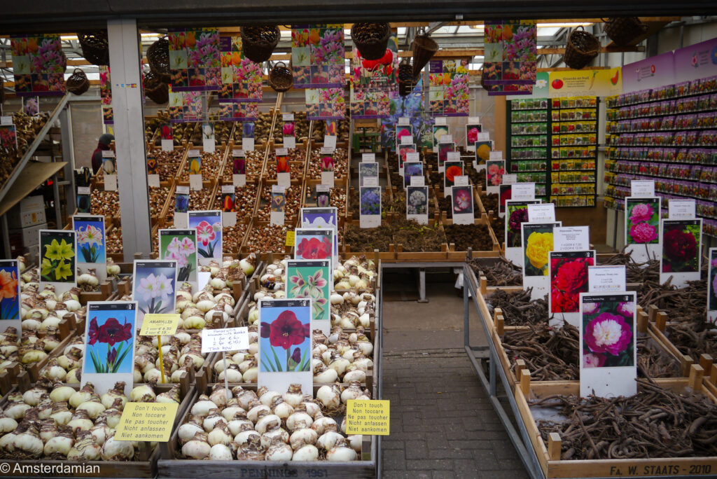 Bulbs at the Flower Market Amsterdam