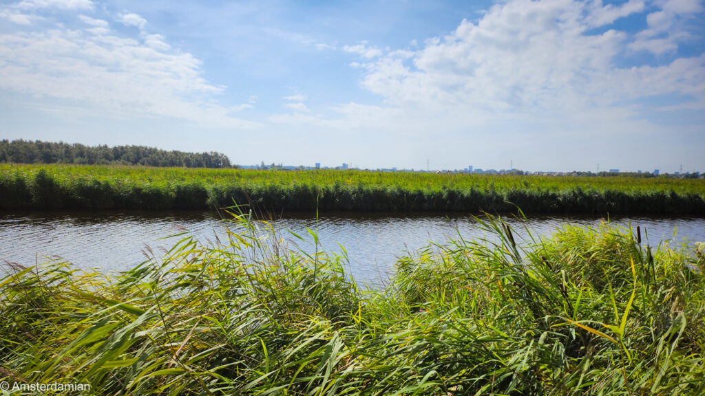 Water and grass in Het Twiske