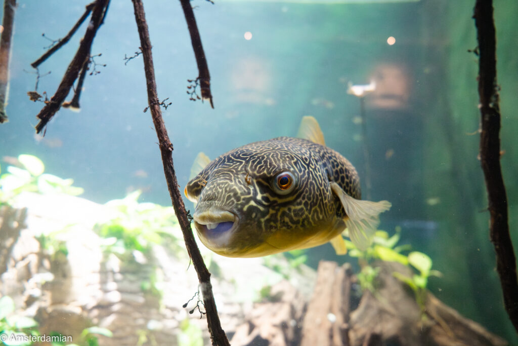 Smiling Pufferfish at the ARTIS Aquarium