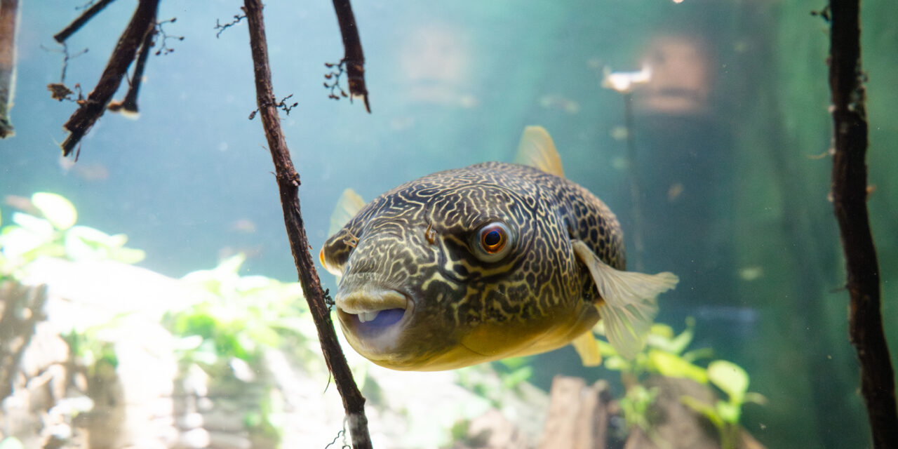 ARTIS Aquarium Reopens on 13 June After a Major Restoration