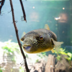 ARTIS Aquarium Reopens on 13 June After a Major Restoration
