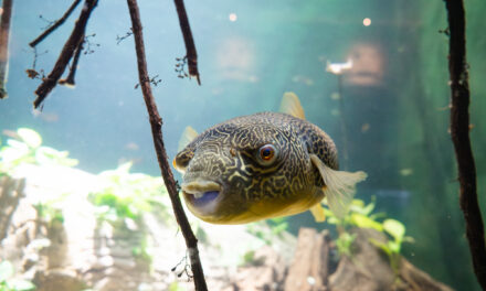 ARTIS Aquarium Reopens on 13 June After a Major Restoration