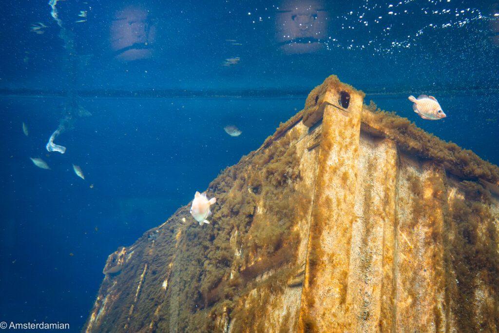 Fish swimming around an underwater container at ARTIS Aquarium Amsterdam