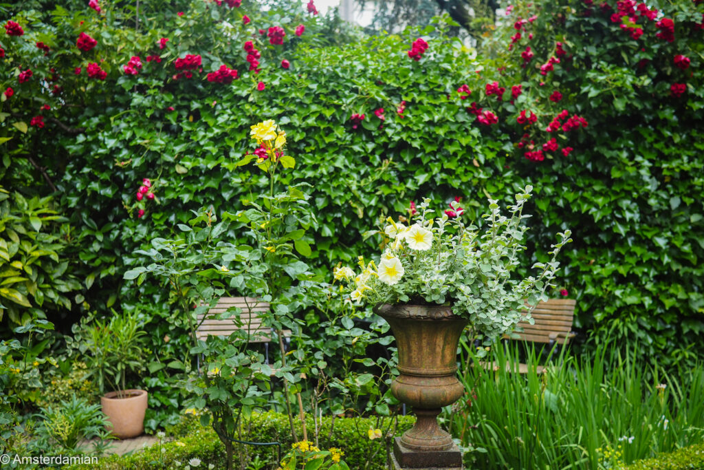 Cast-iron garden urn planted with white flowers in front of climbing red roses in an Amsterdam canal garden
